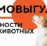 Чем опасен самовыгул? - Город Агидель