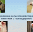 Фермеры и сельхозпроизводители могут застраховать  свое поголовье животных с господдержкой 50% - Город Агидель